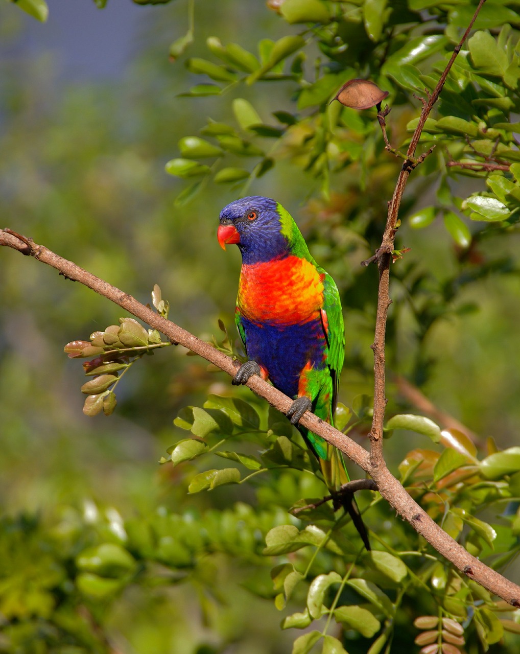 Image - rainbow lorikeet parrot colourful