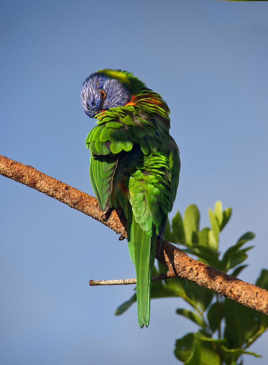 Image - rainbow lorikeet parrot preening