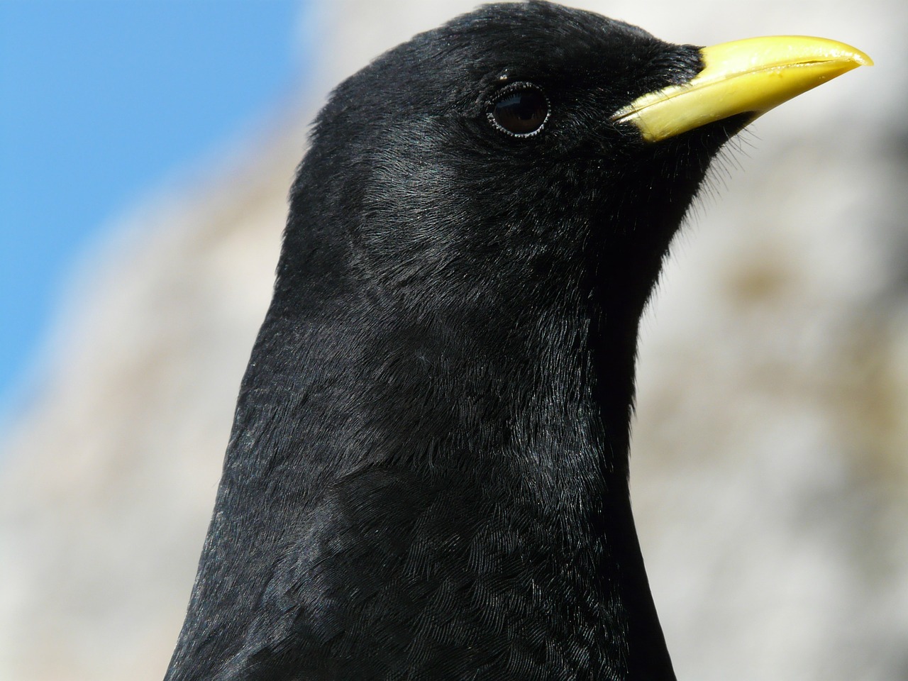 Image - chough bird black bill