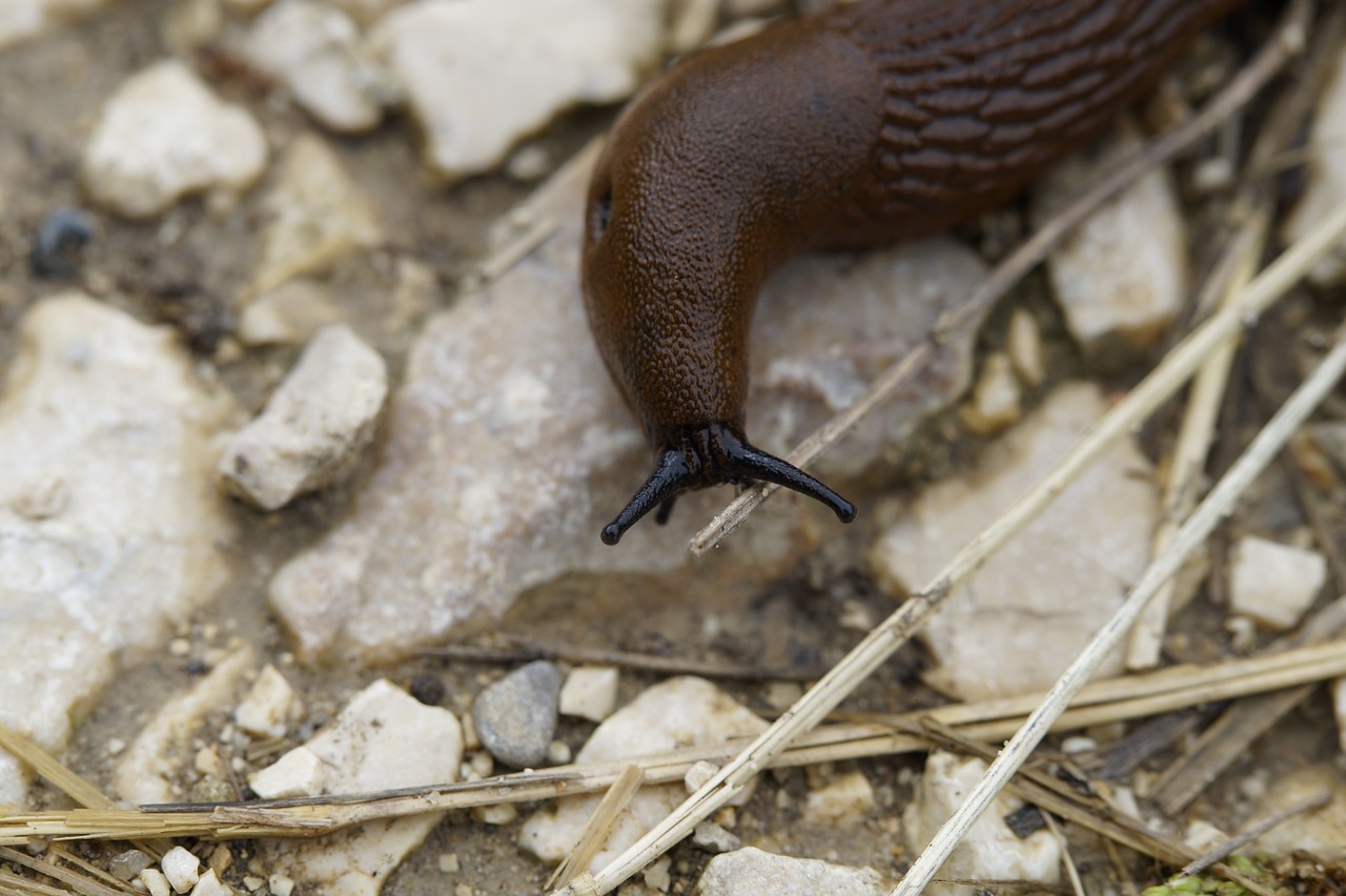 Image - snail slug crawl away slowly