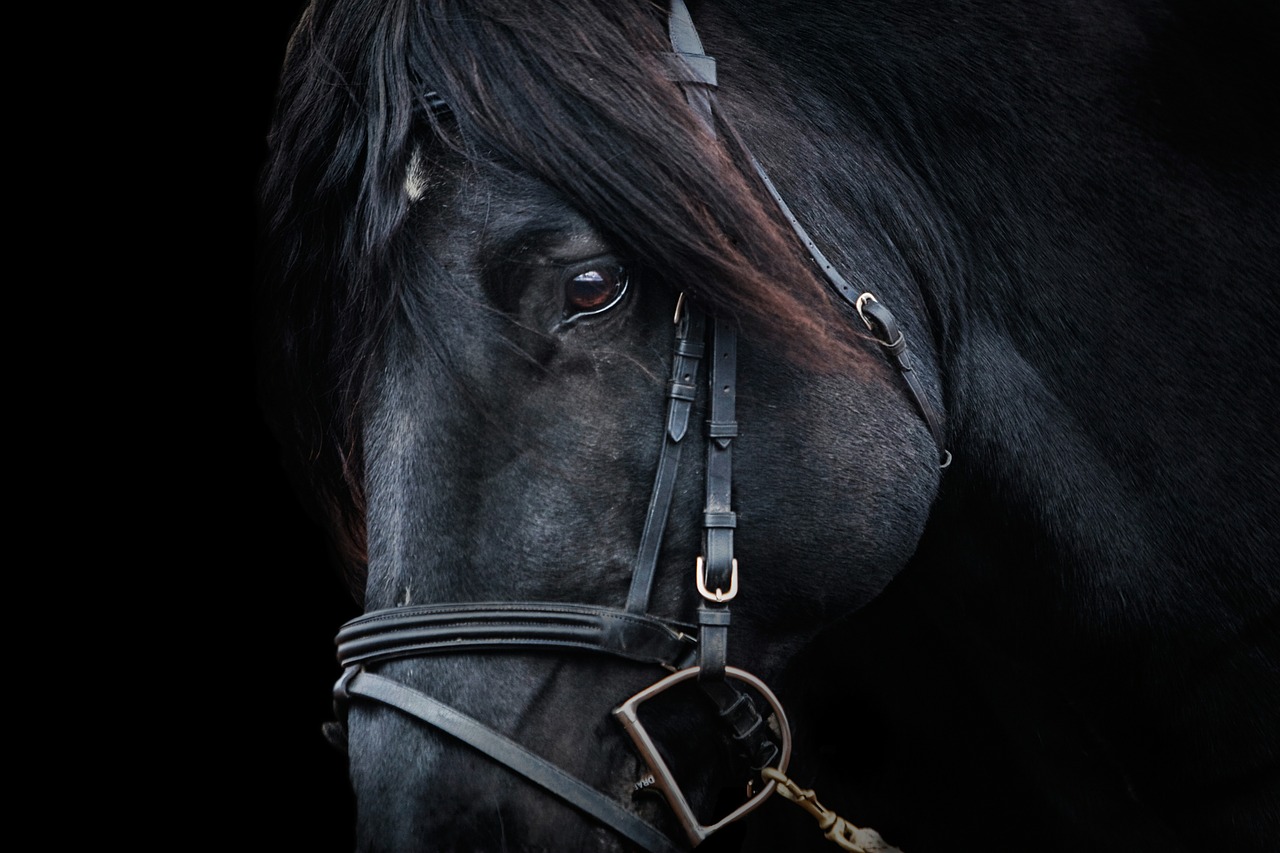 Image - stallion horse equestrian equine