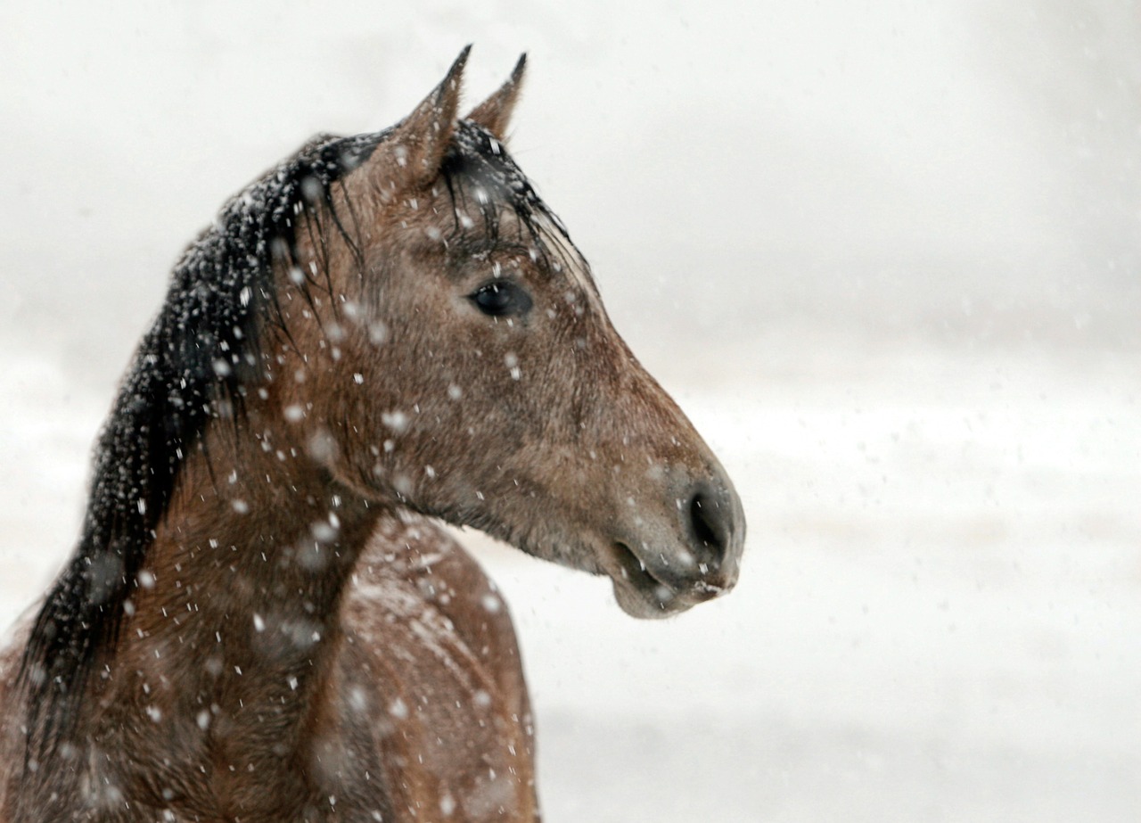 Image - horse portrait animal nature