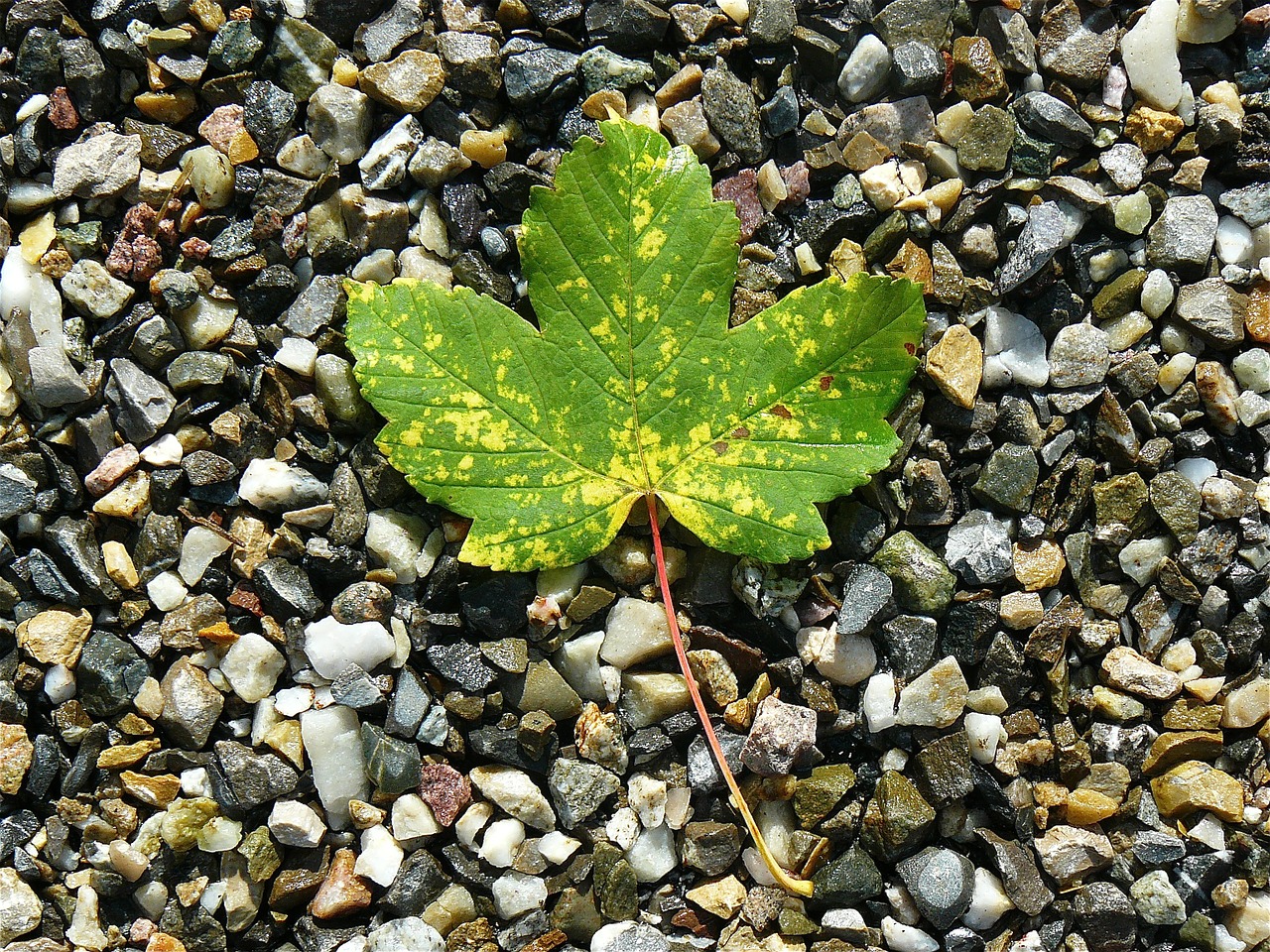 Image - maple leaf maple nature stones