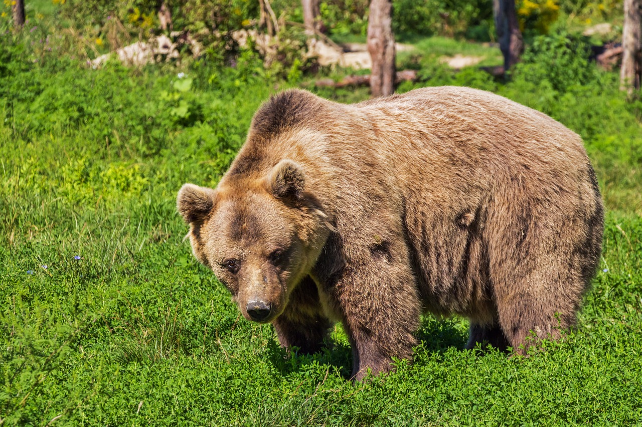 Image - bear brown bear animal teddy bear