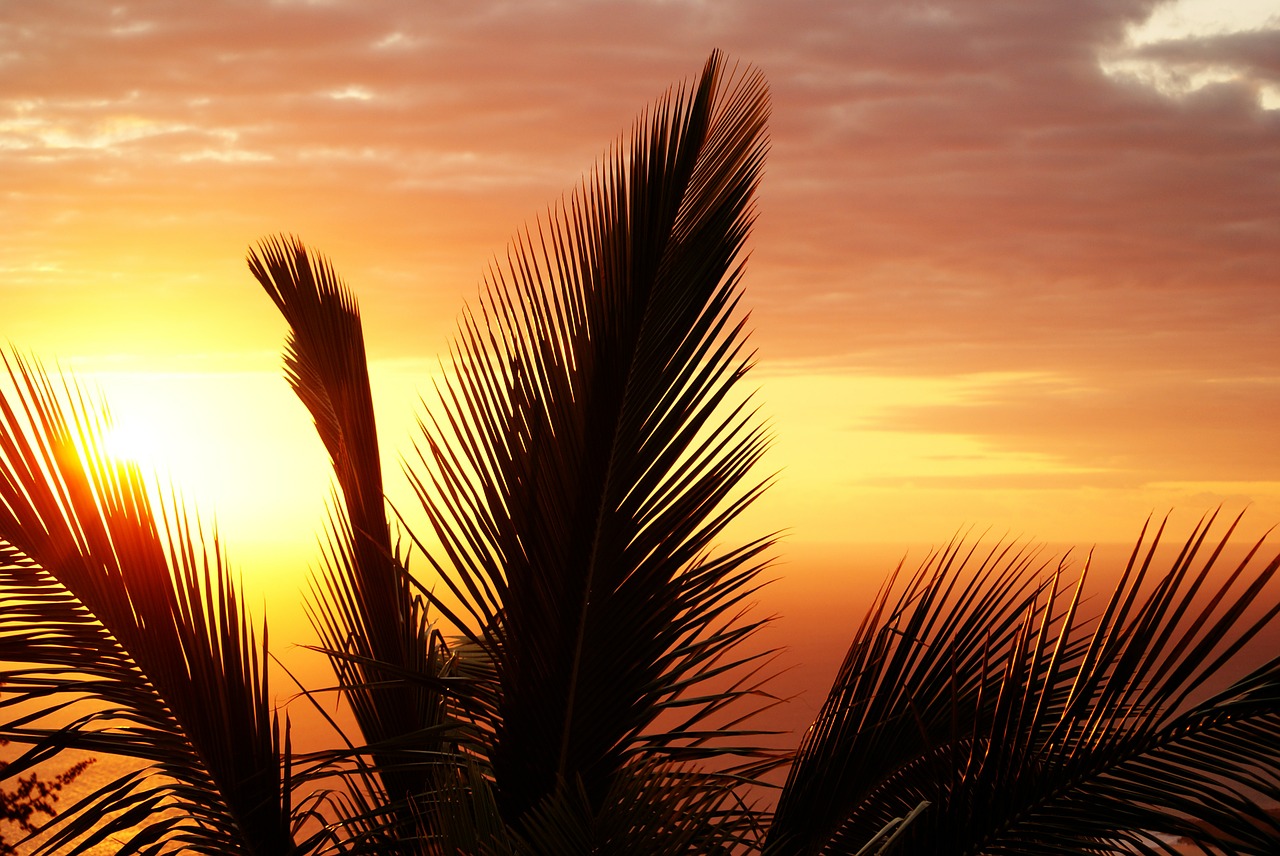 Image - palm reunion island sunset evening