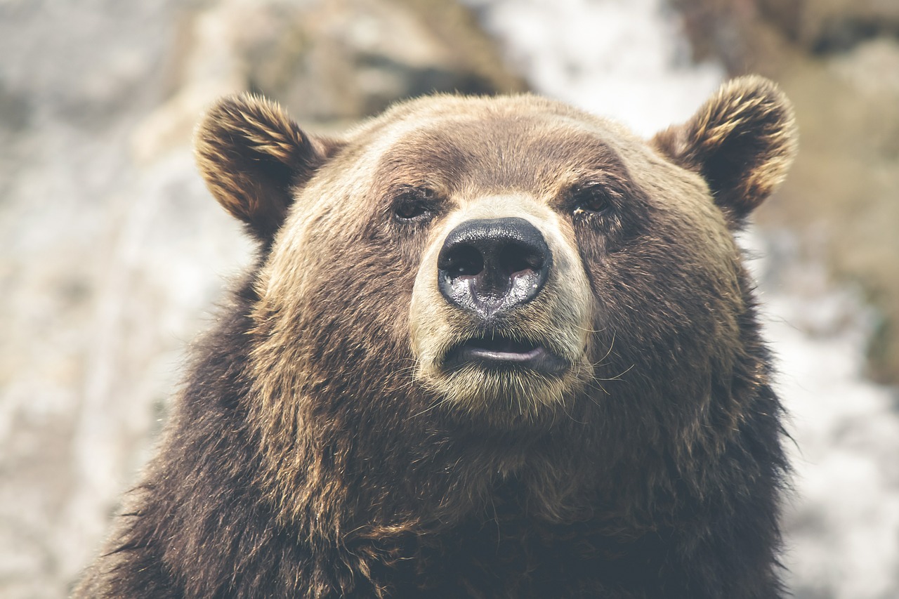 Image - brown bear grizzly canada mammal