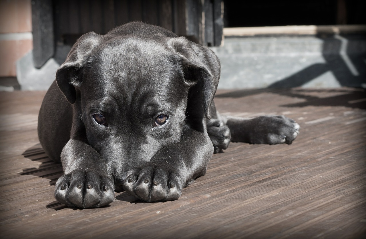 Image - pet dog puppy the shy cute animal