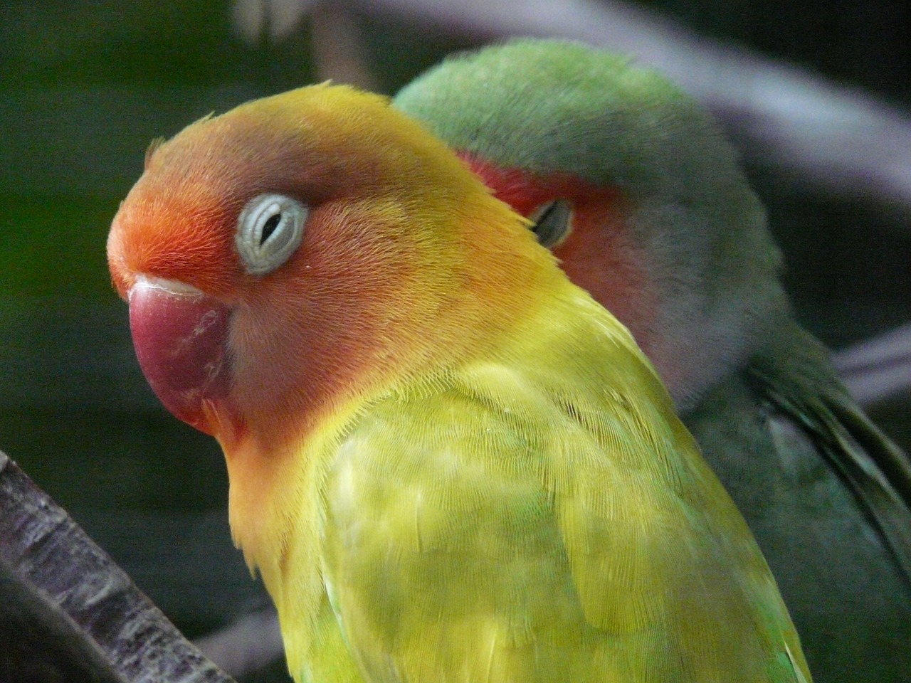 Image - lovebirds bird parrot