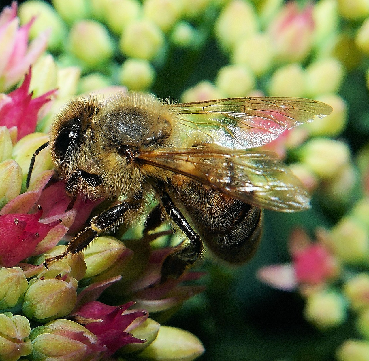 Image - bee blossom bloom close