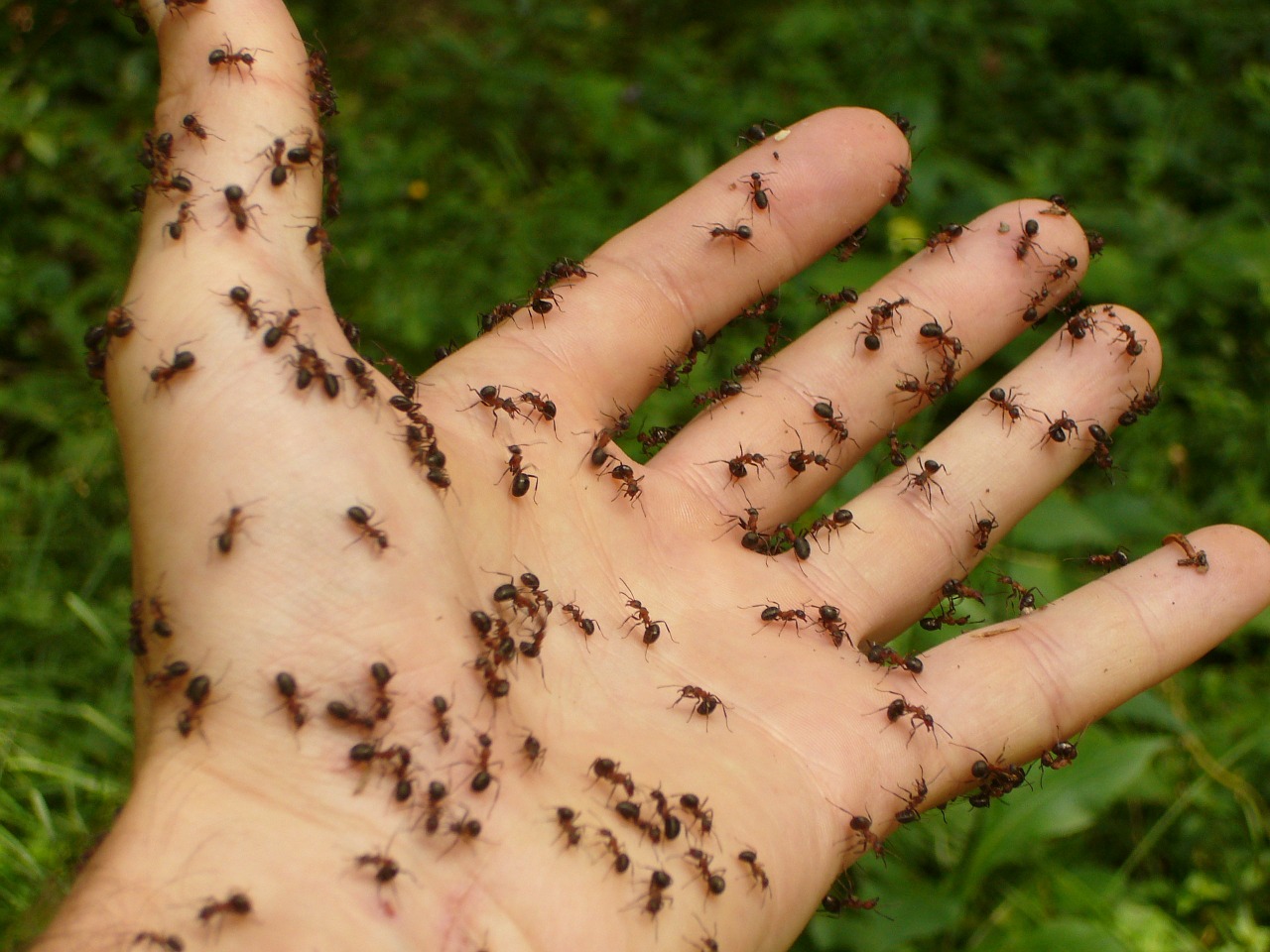 Image - ants wood ants hand risk disgust