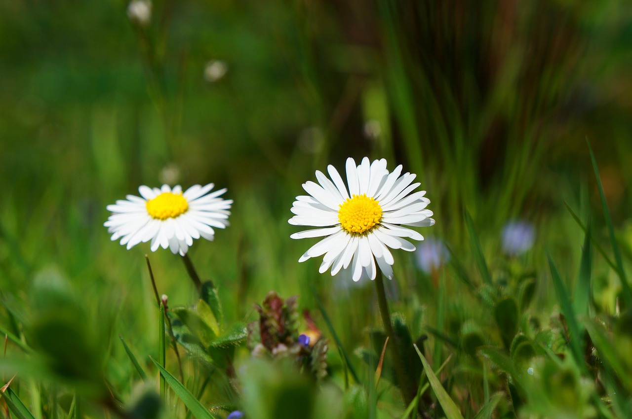 Image - daisy flower blossom bloom white