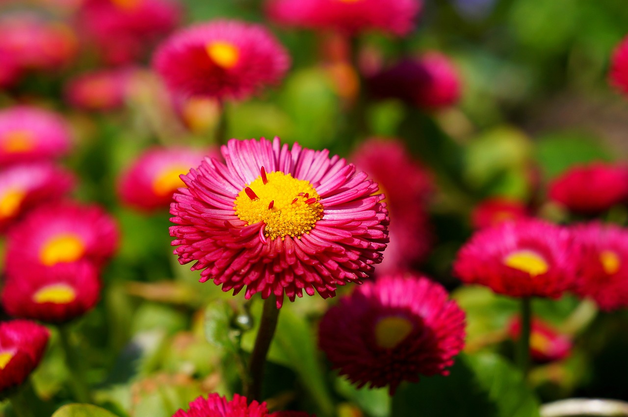 Image - daisy red flower blossom bloom