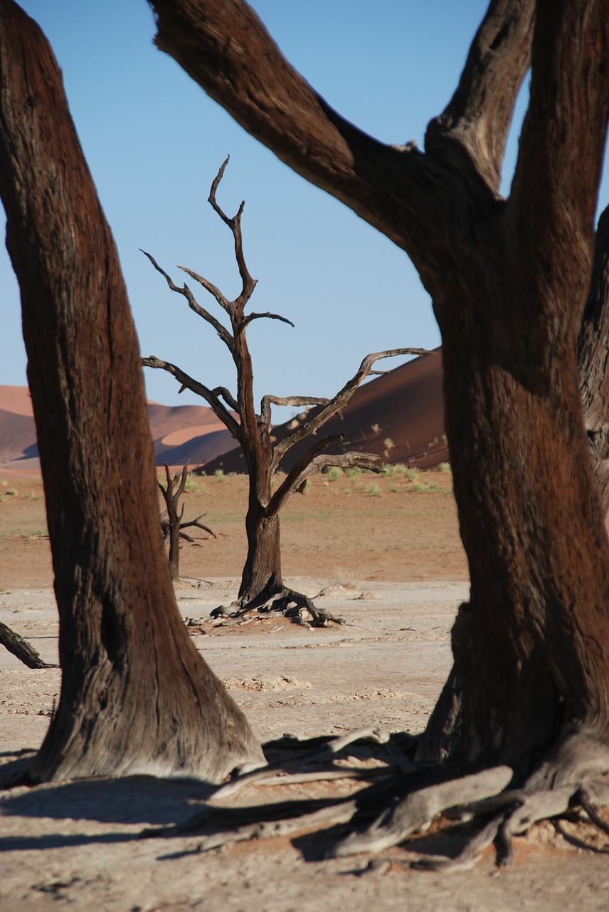 Image - tree forest desert africa