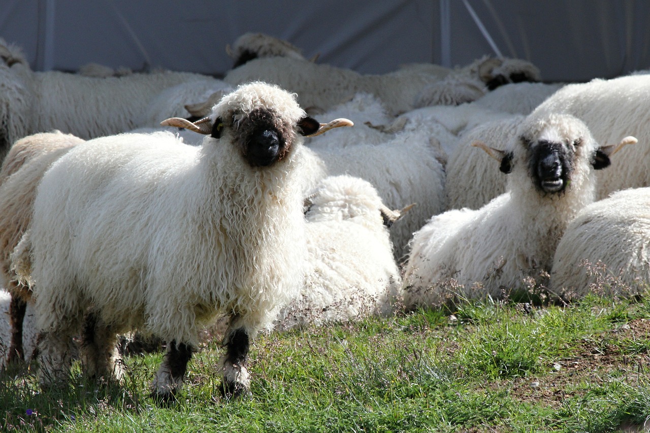 Image - black nose sheep sheep