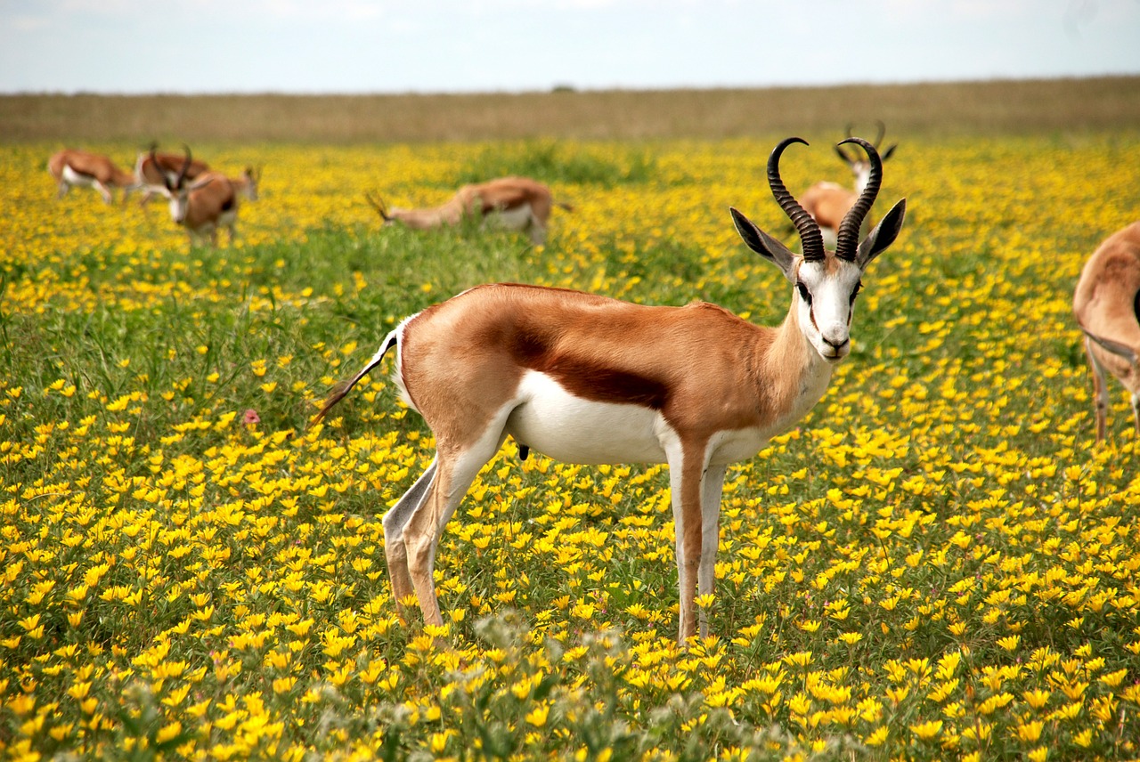 Image - antelope nature flowers meadow