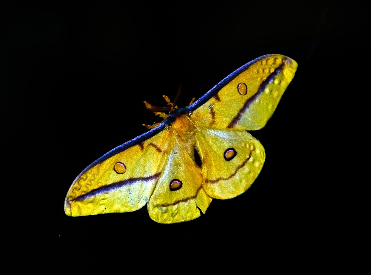 Image - moth large insect yellow black