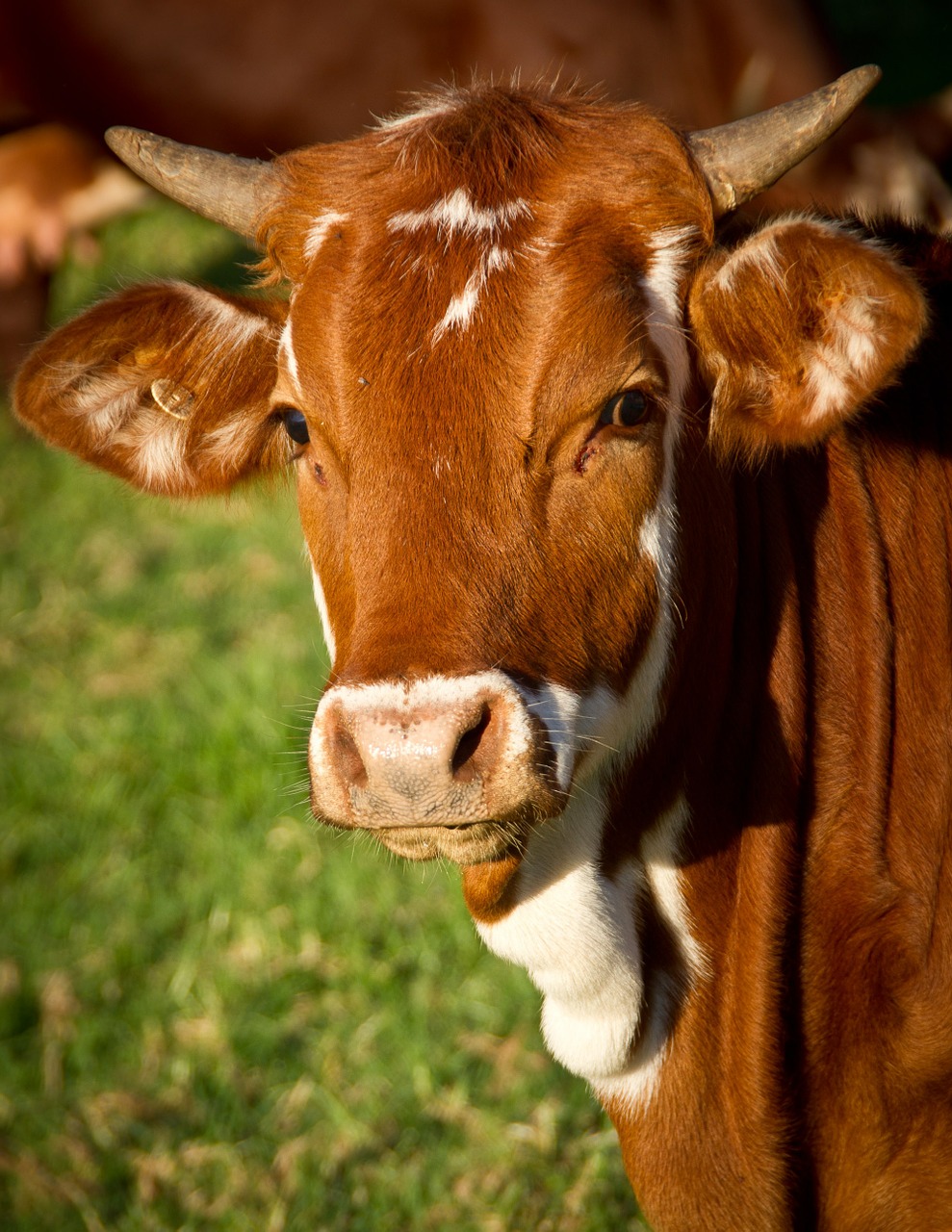 Image - cow calf cattle stock brown white