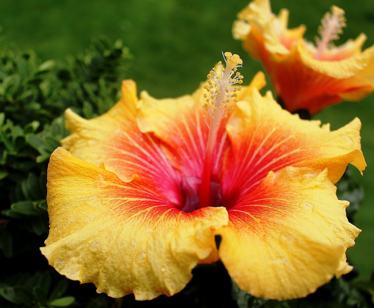 Image - hibiscus mallow flowers pistil