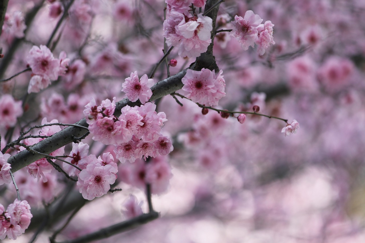 Image - sakura cherry blossom