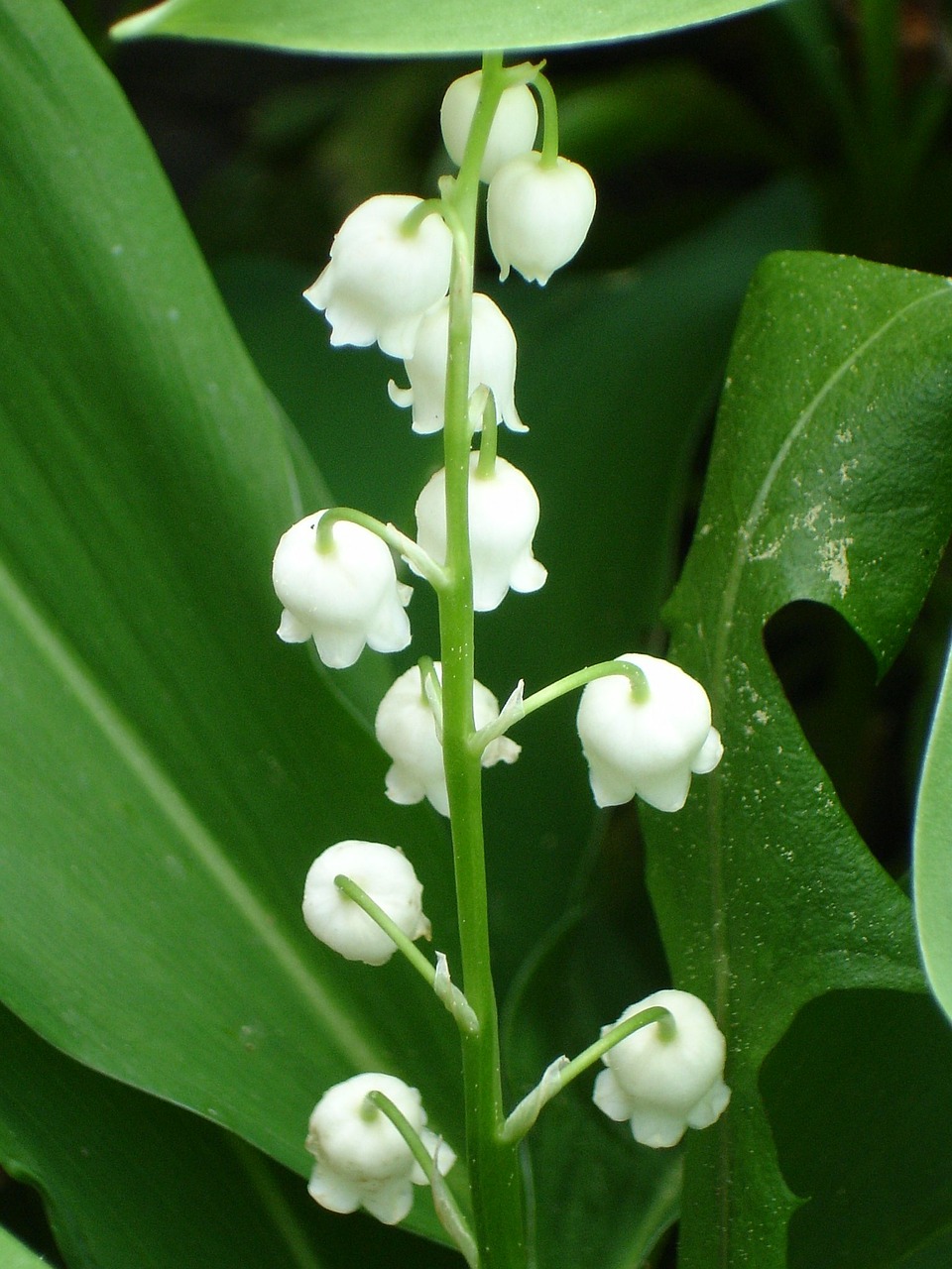 Image - lily of the valley