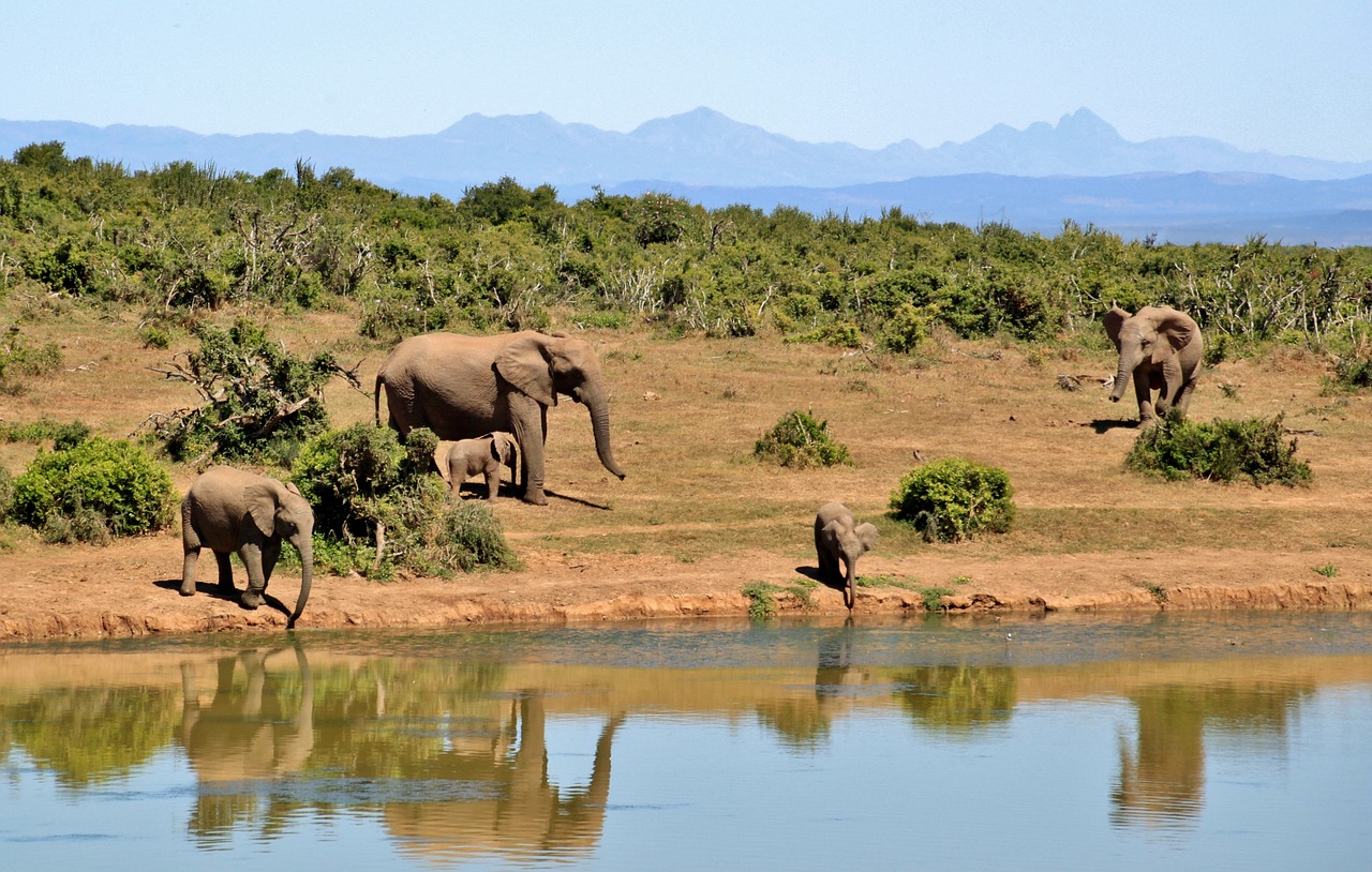 Image - elephant herd of elephants animals