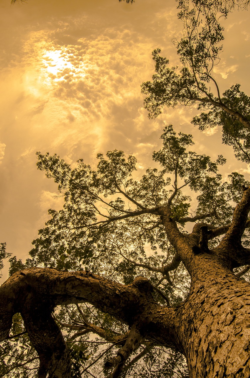 Image - tree trunk tall forest woods wood