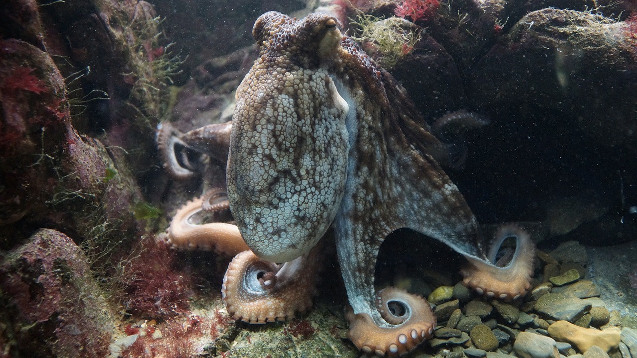 Image - octopus kraken octopus vulgaris