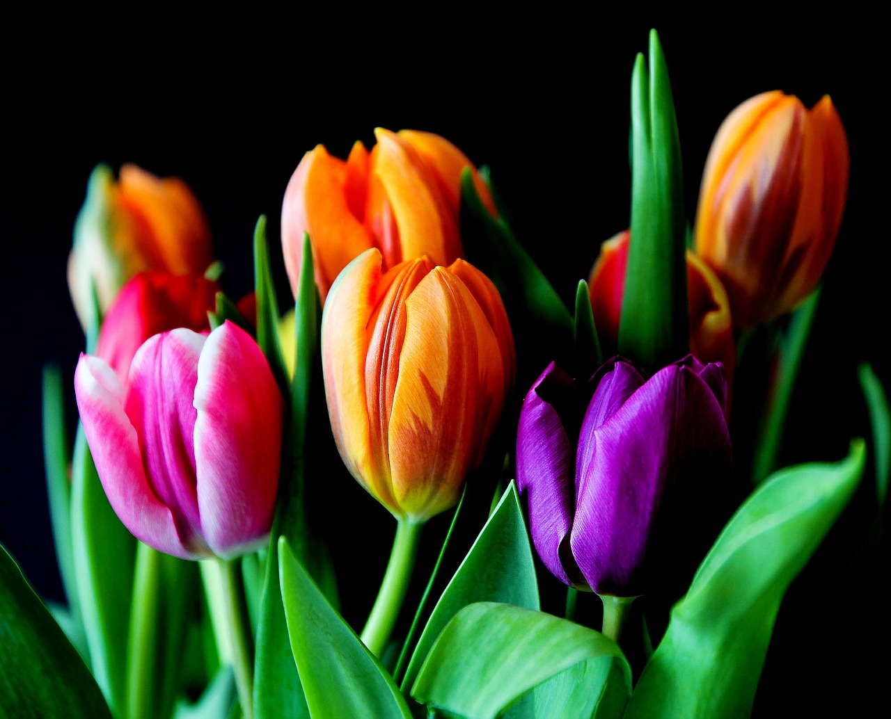 Image - flowers tulips bouquet cut flowers