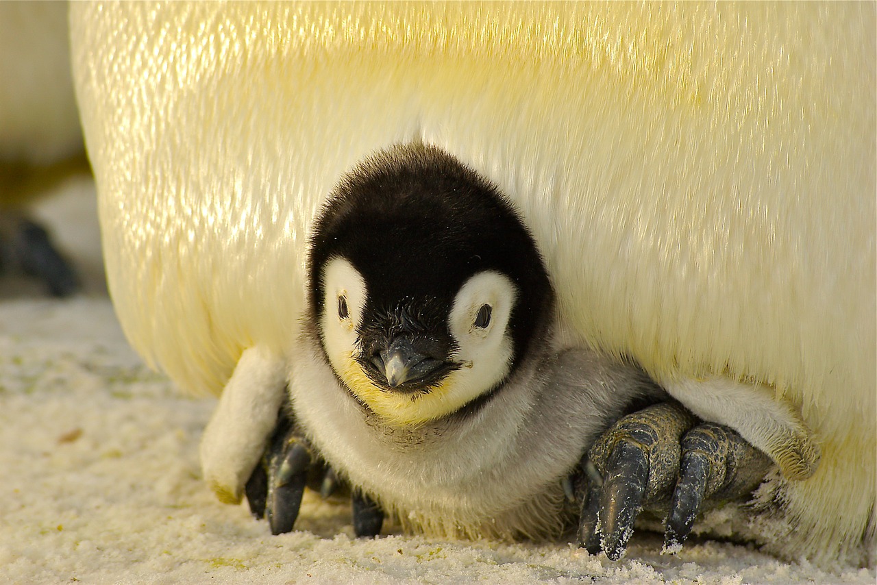 Image - penguin baby antarctic life animal