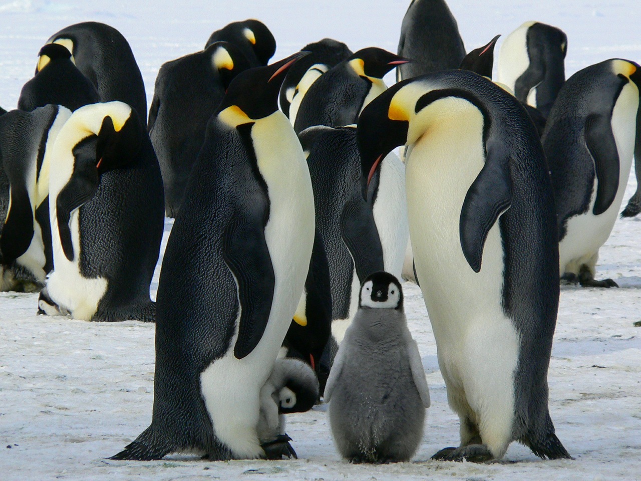 Image - penguins emperor antarctic life