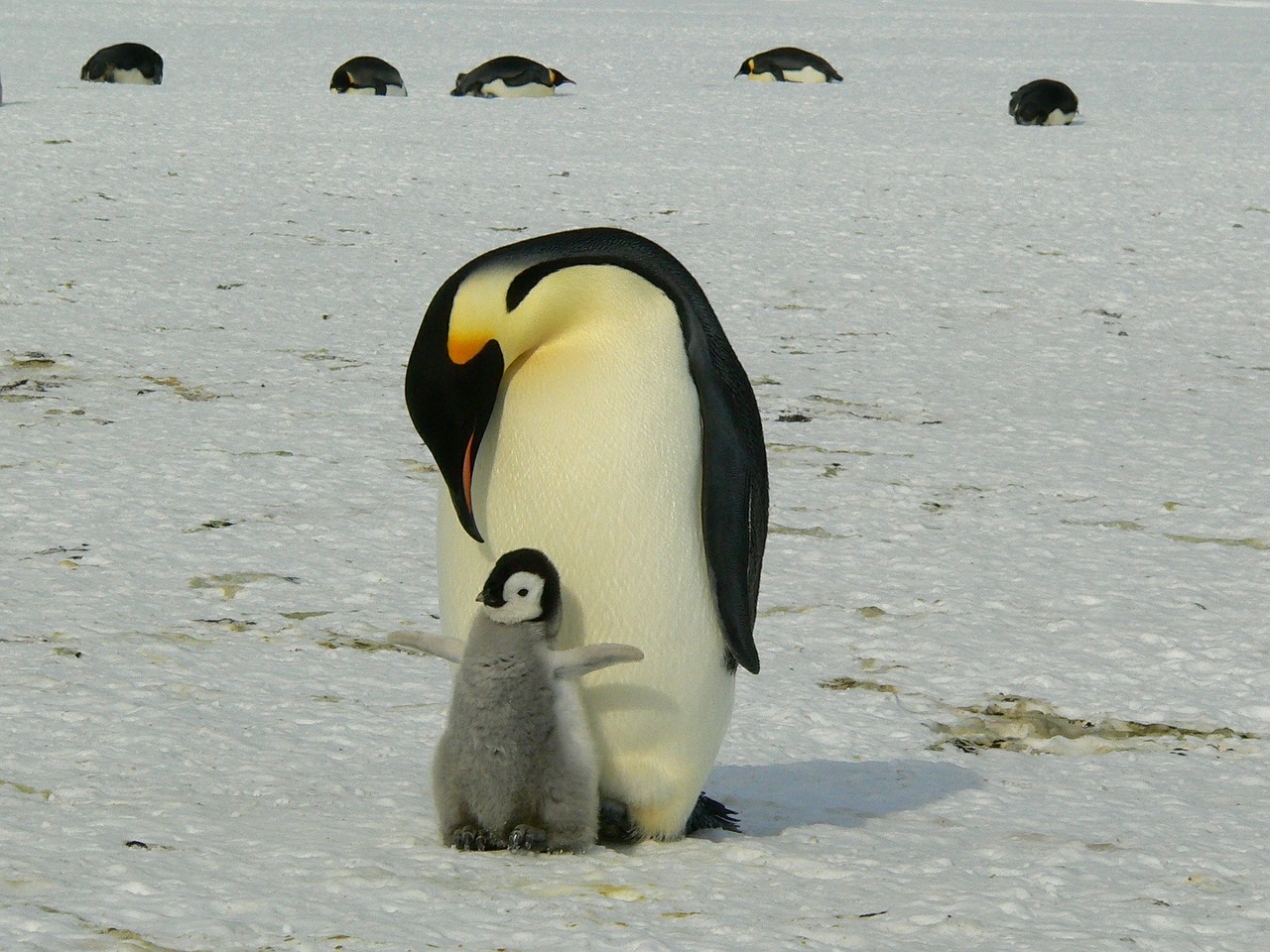 Image - penguins emperor antarctic life