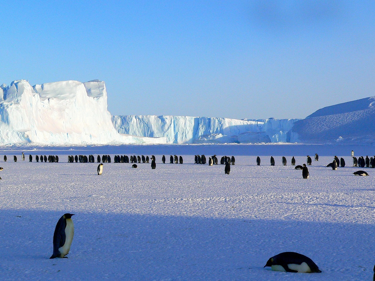 Image - penguins emperor antarctic life