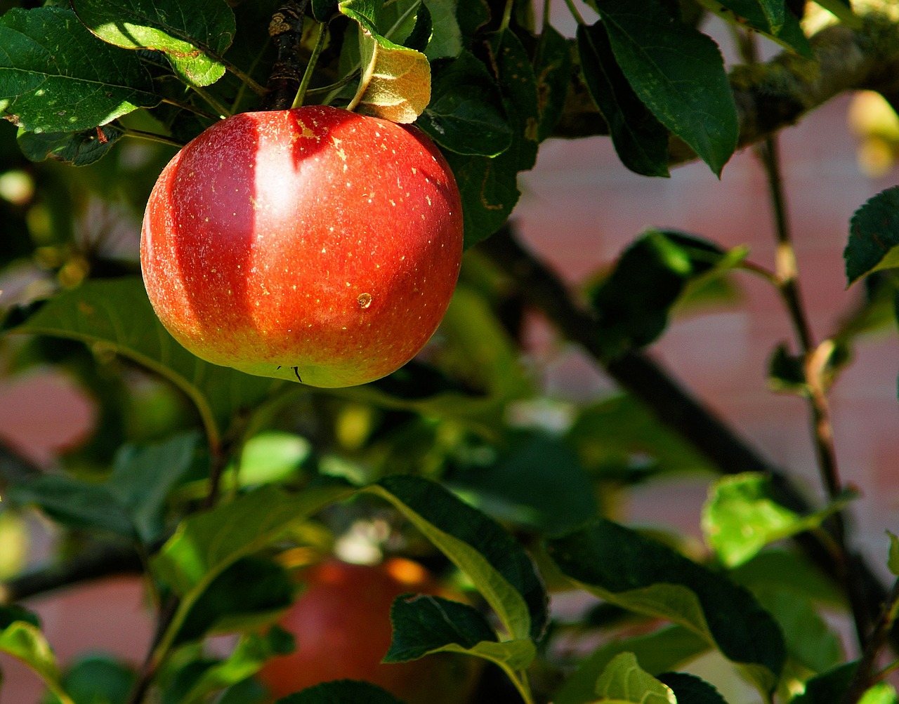 Image - apple tree branch apple fruit