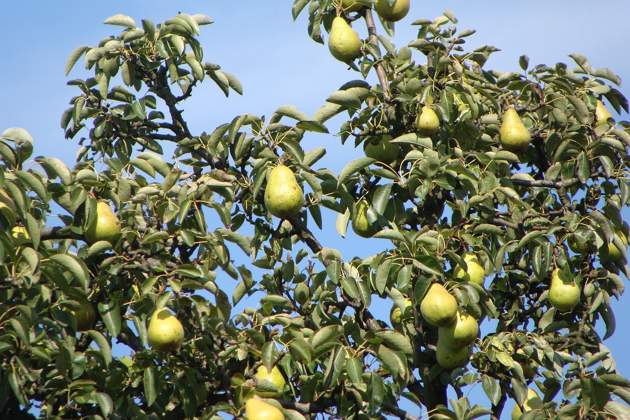 Image - pears fruits tree organic