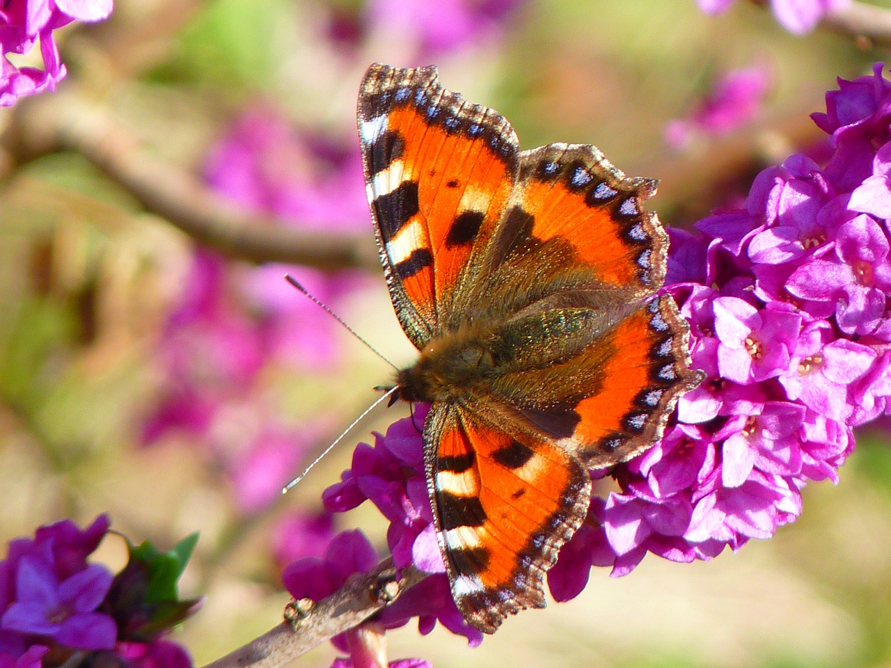 Image - butterfly little fox aglais urticae