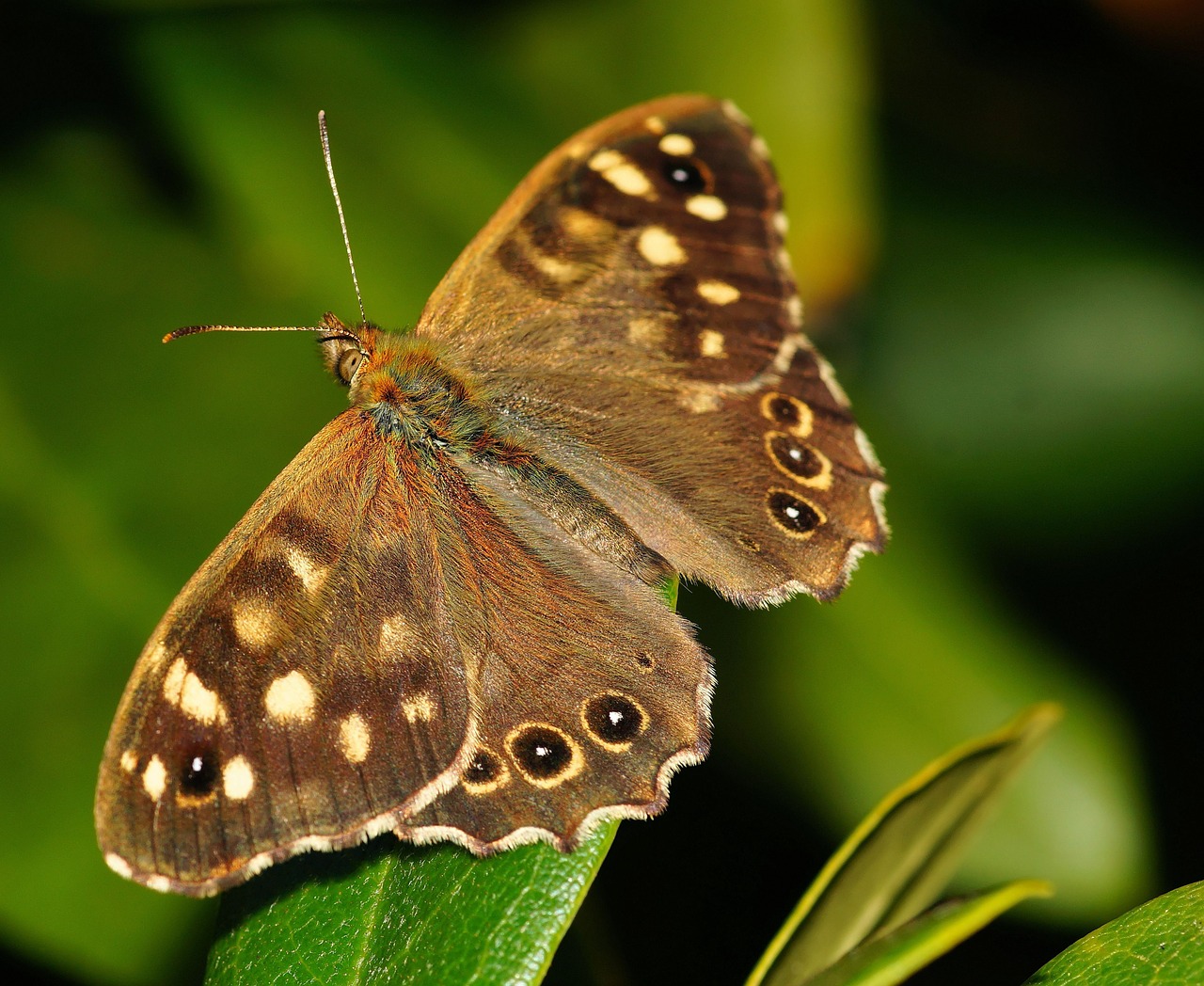 Image - butterfly forest board game macro