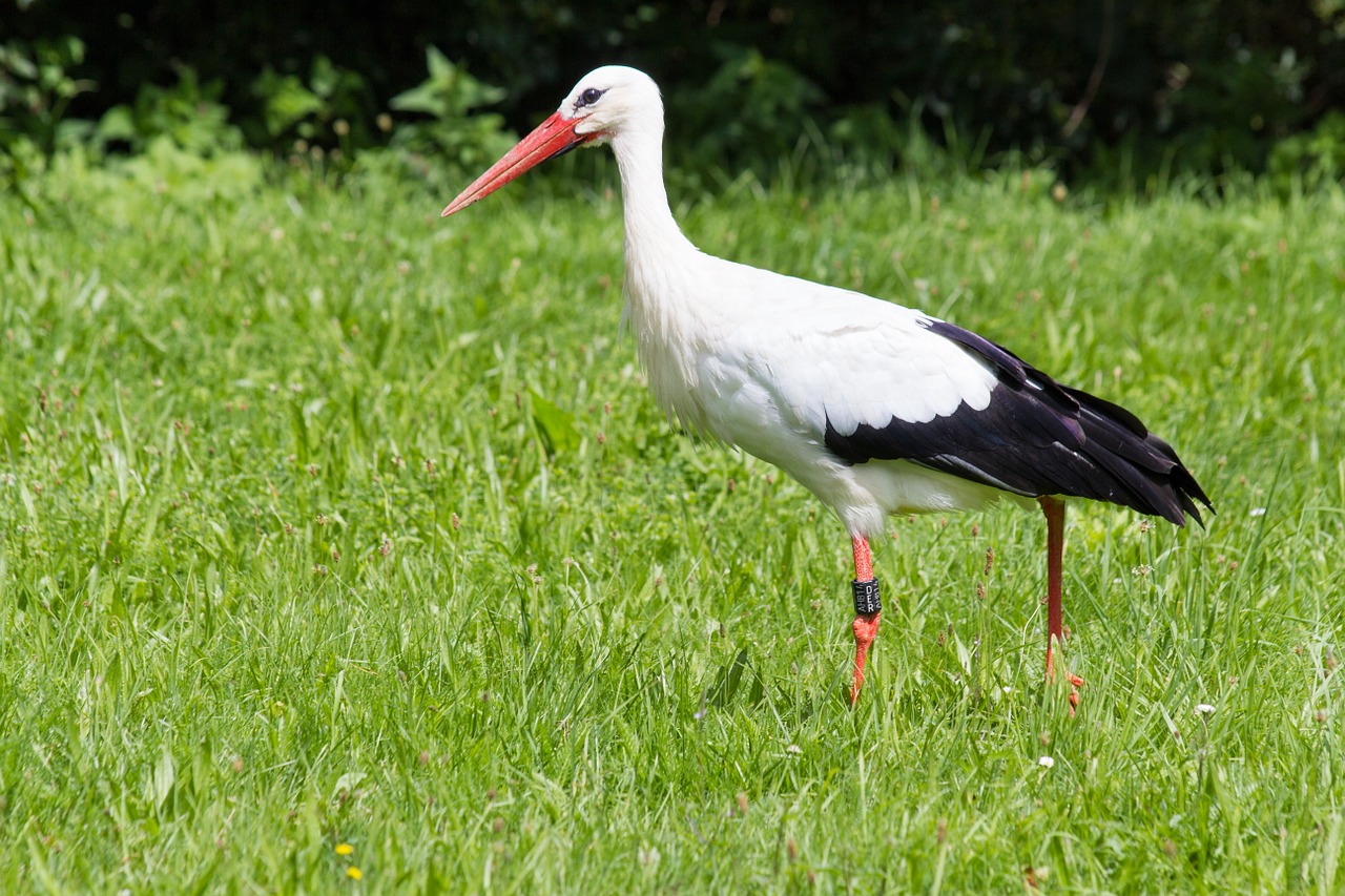 Image - stork white stork ciconia ciconia