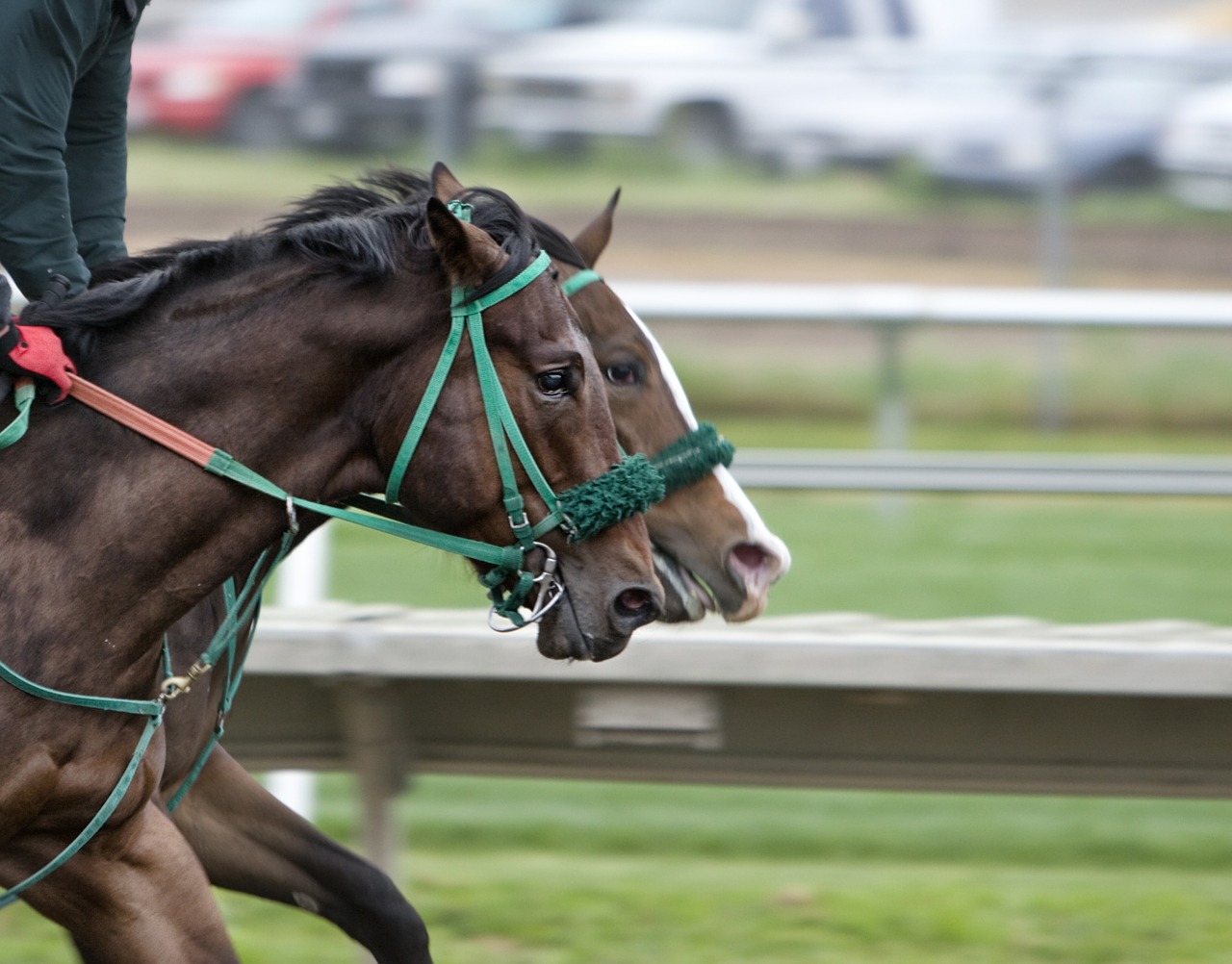 Image - horses track race horse racing