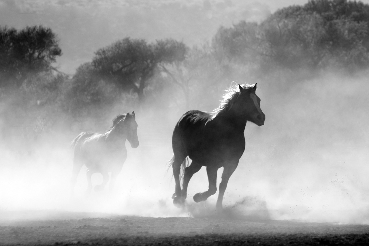 Image - horse herd fog nature wild equine