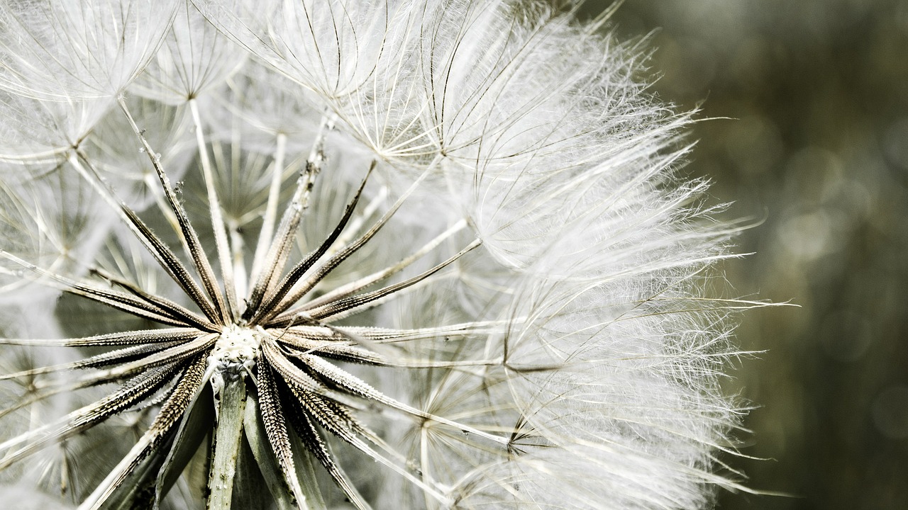 Image - dandelion nature flora white