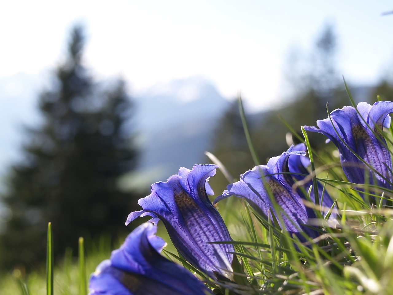 Image - gentian blue alpine flower