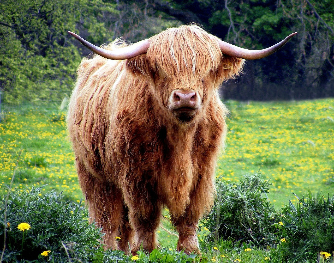 Image - cow bull horns coat shaggy