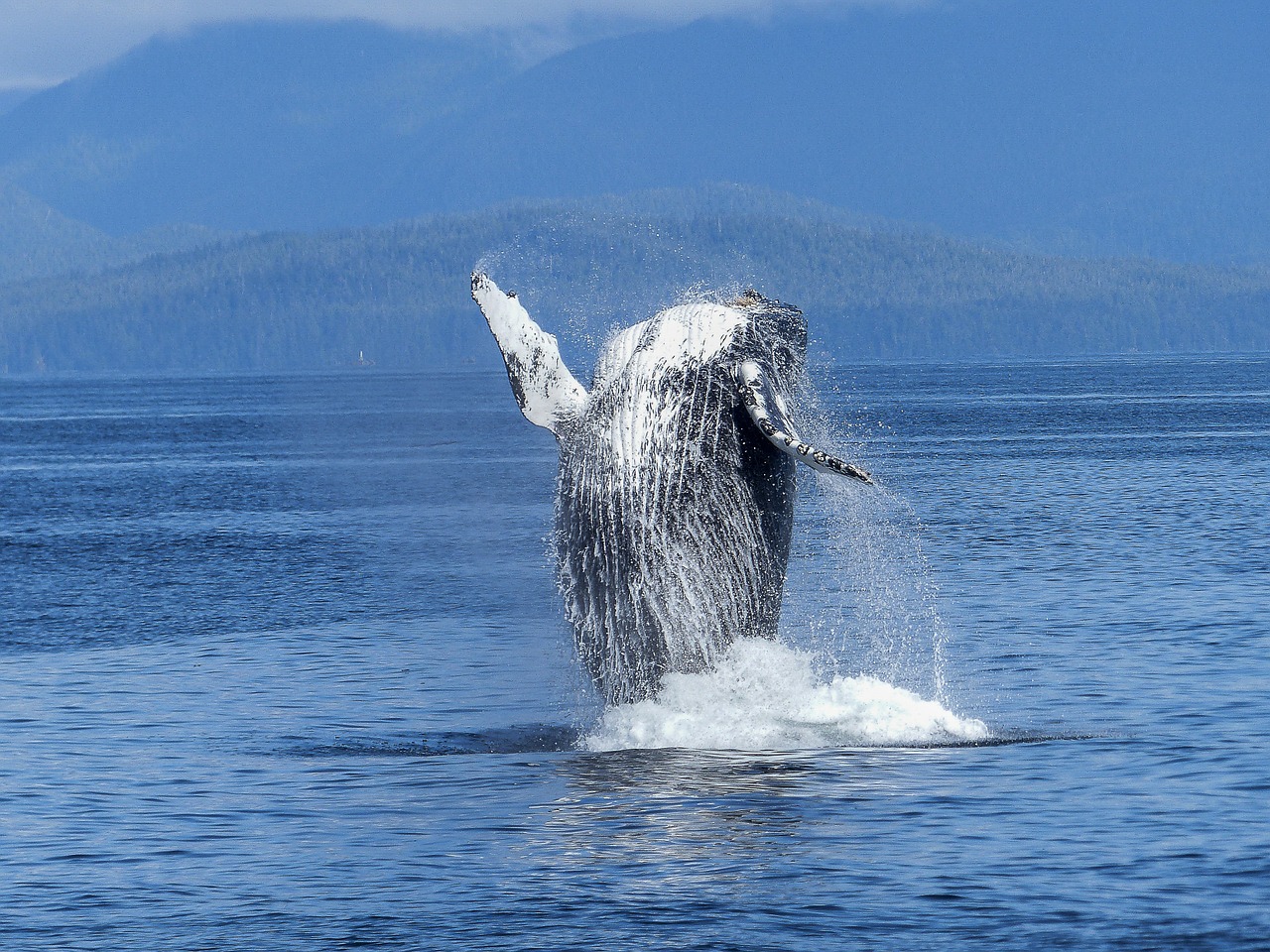 Image - humpback whale natural spectacle