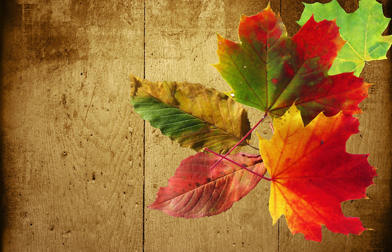 Image - autumn background wood colorful