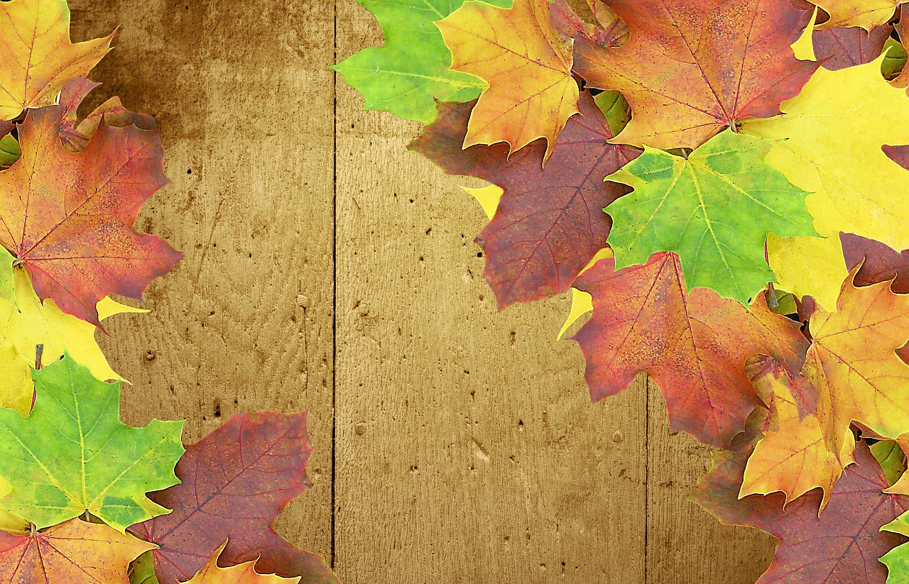 Image - autumn background wood colorful