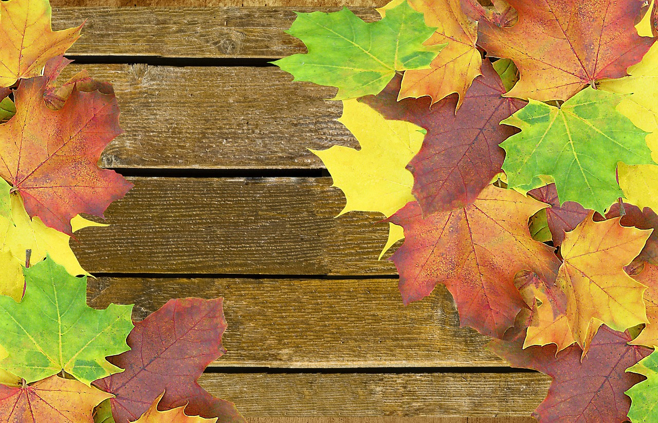 Image - autumn background wood colorful