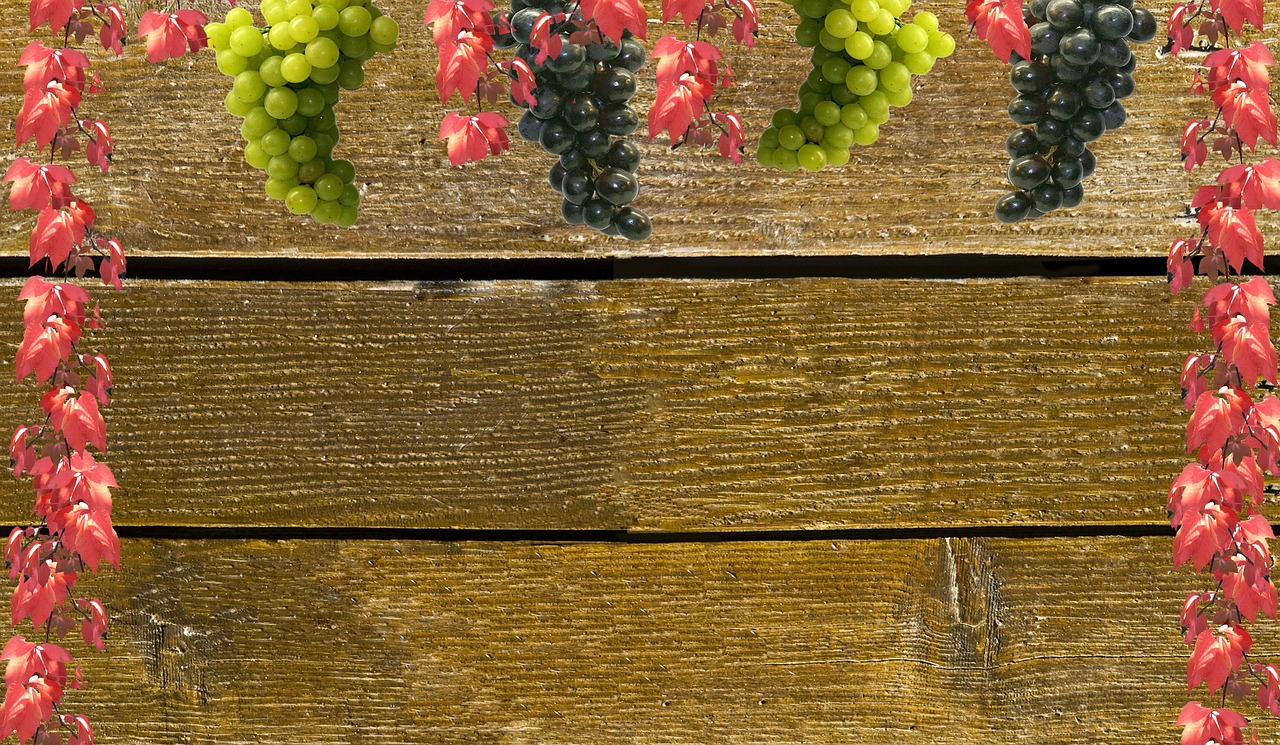 Image - vines grapes autumn background