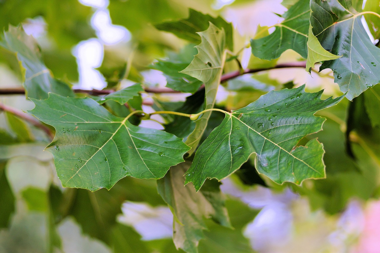 Image - leaves branches canopy