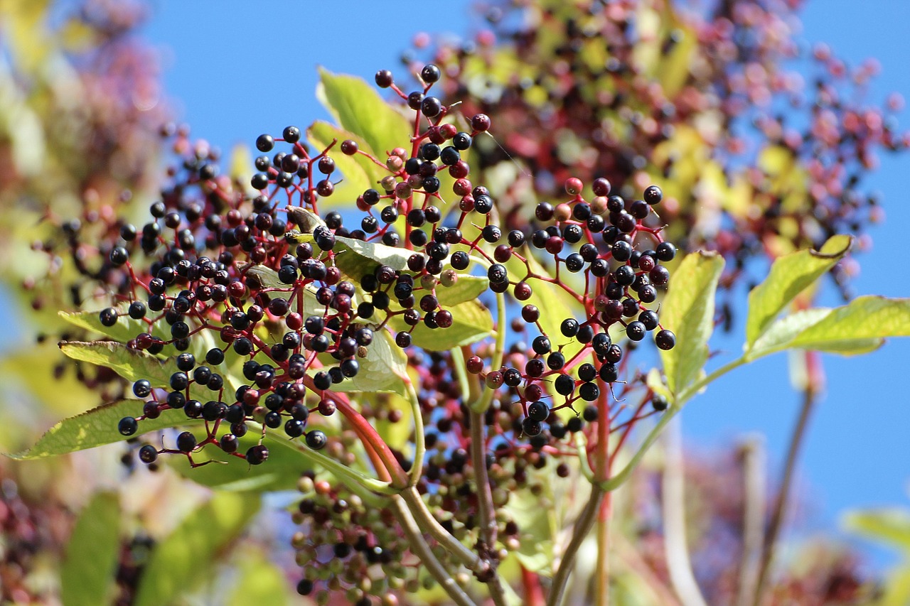 Image - elder black elderberry