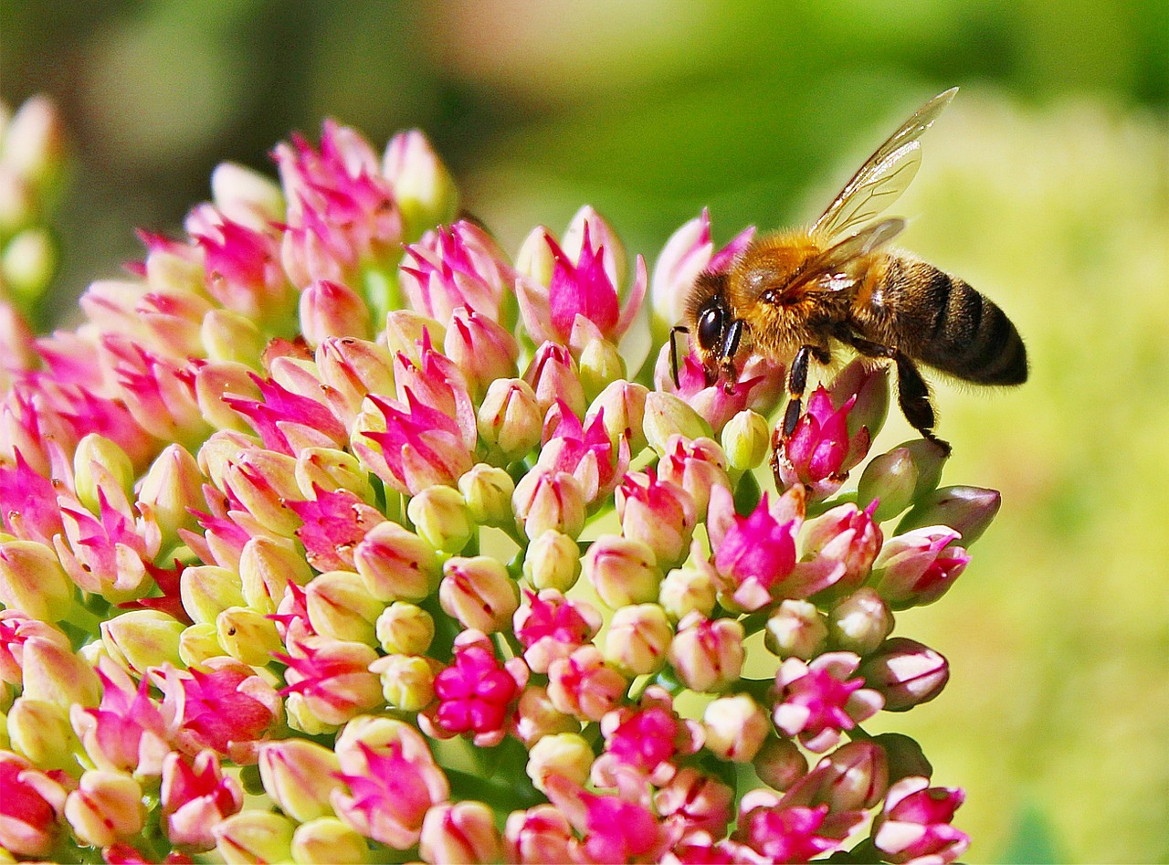 Image - bee blossom bloom close insect